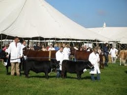 An agricultural display from the Frome Show