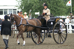 a horse and carriage